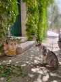 Cat Staring at Face on Vase, Pianogrillo Farm Organic Winery, Chiaramonte Gulfi, Sicily